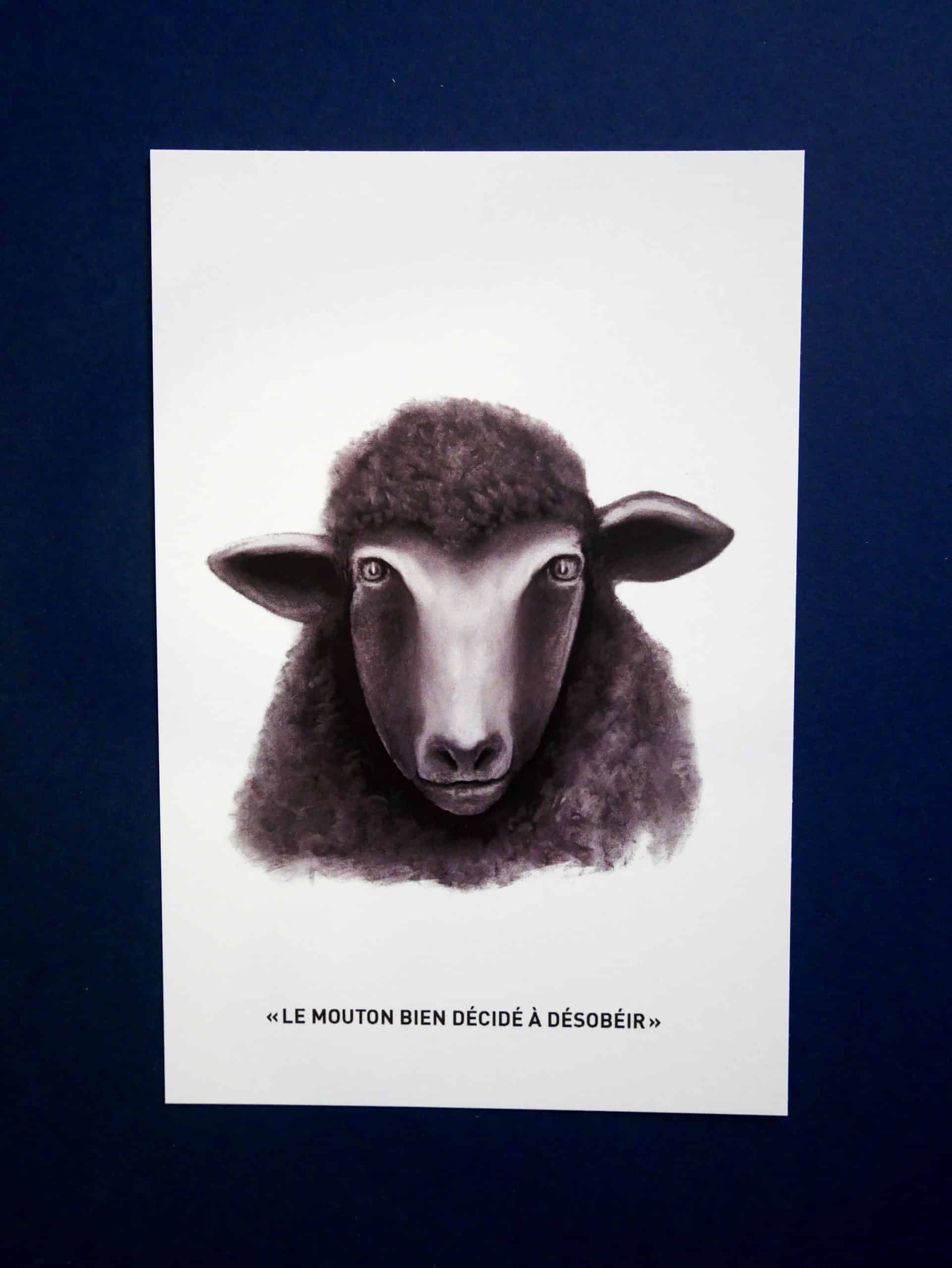 Carte postale « mouton »